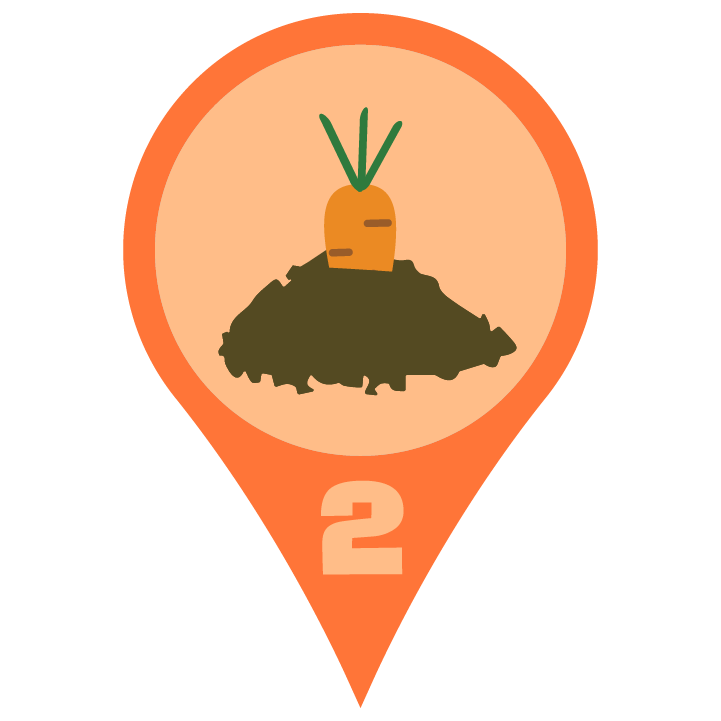 Carrot Plant