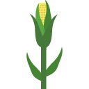 Corn Stalk