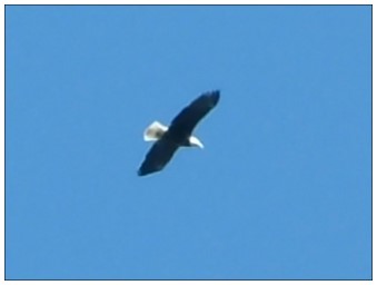Bald Eagle at Zoar Valley