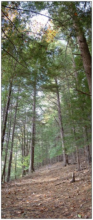 Ancient White Pine Grove