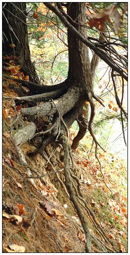 Daredevil Trees of Zoar