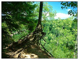 Daredevil Tree at Lookout Point